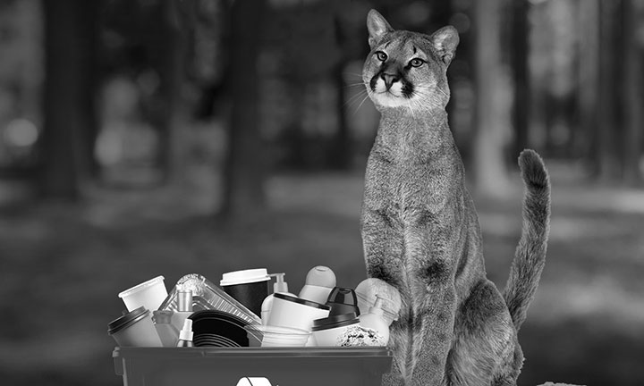 Photo of Leonard a cougar with a blue bin