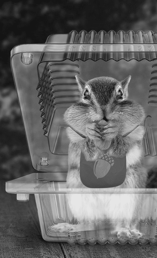 Photo of Chadwick a chipmunk posing with a plastic container
