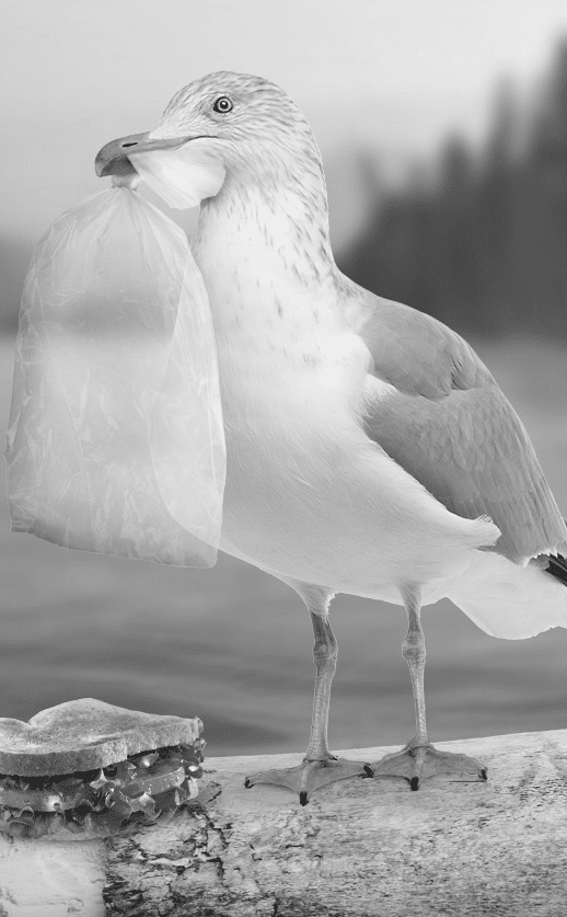 Photo of Gulliver a seagull holding a plastic sandwich bag